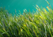 Posidonia oceanica, estratti per applicazioni cosmeceutiche Posidonia oceanica, estratti per applicazioni cosmeceutiche