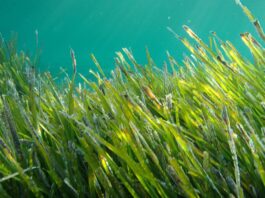 Posidonia oceanica, estratti per applicazioni cosmeceutiche Posidonia oceanica, estratti per applicazioni cosmeceutiche
