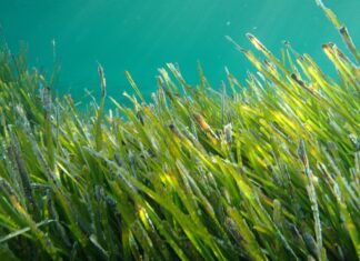 Posidonia oceanica, estratti per applicazioni cosmeceutiche Posidonia oceanica, estratti per applicazioni cosmeceutiche
