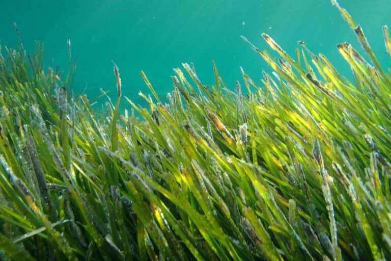 Posidonia oceanica, estratti per applicazioni cosmeceutiche