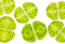 Antiossidanti naturali da microalghe e cianobatteri per applicazioni skincare Antiossidanti naturali da microalghe e cianobatteri per applicazioni skincare