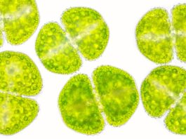 Antiossidanti naturali da microalghe e cianobatteri per applicazioni skincare Antiossidanti naturali da microalghe e cianobatteri per applicazioni skincare