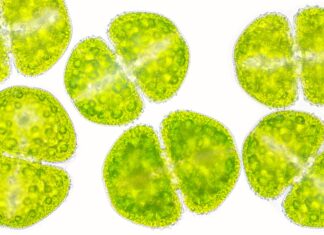 Antiossidanti naturali da microalghe e cianobatteri per applicazioni skincare Antiossidanti naturali da microalghe e cianobatteri per applicazioni skincare