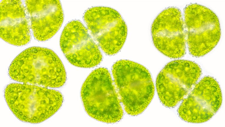 Antiossidanti naturali da microalghe e cianobatteri per applicazioni skincare