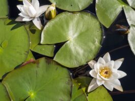 Ninfee, biosintesi delle fragranze floreali per applicazioni cosmetiche Ninfee, biosintesi delle fragranze floreali per applicazioni cosmetiche