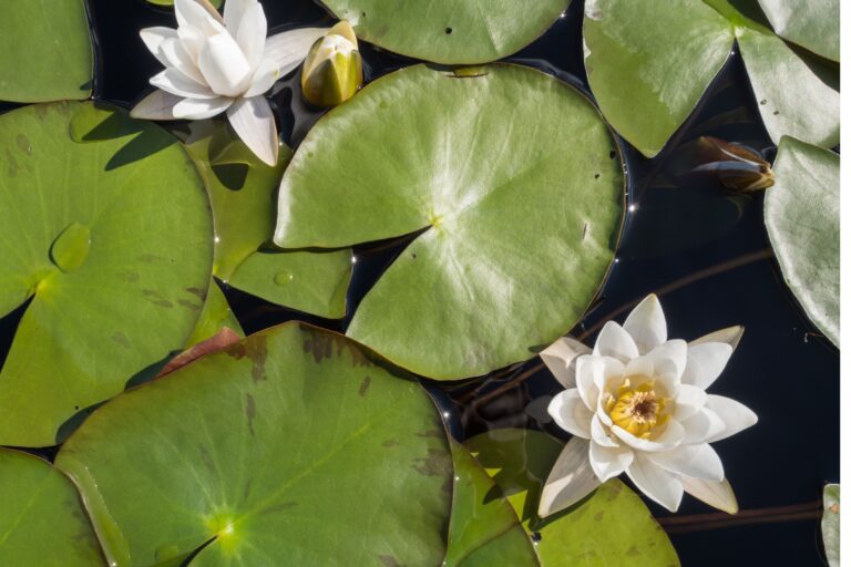 Ninfee, biosintesi delle fragranze floreali per applicazioni cosmetiche