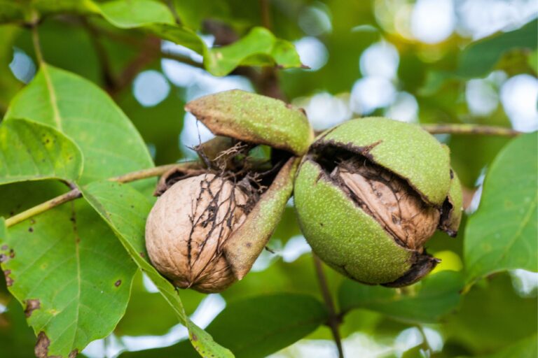 Estratto di foglie di noce in creme skincare: effetti reologici e sensoriali