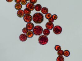 Astaxantina come agente fotoprotettivo naturale in formulazioni cosmetiche Astaxantina come agente fotoprotettivo naturale per formulazioni cosmetiche