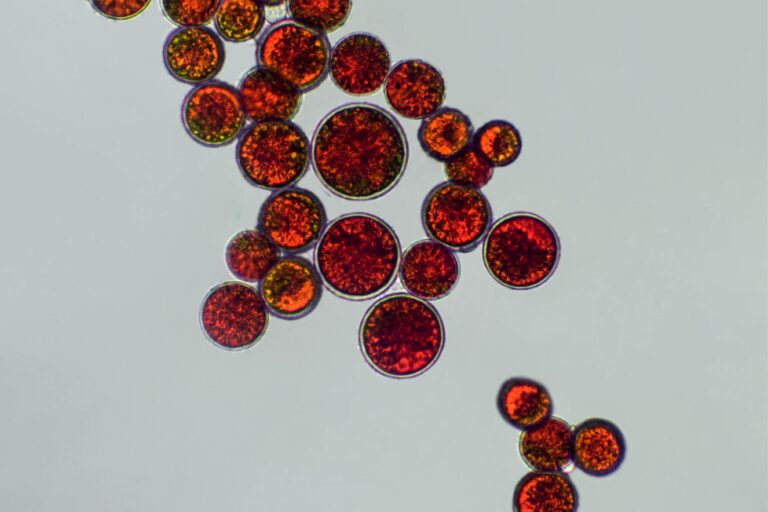 Astaxantina come agente fotoprotettivo naturale in formulazioni cosmetiche