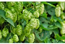 Residui di fermentazione del luppolo come adiuvanti fotoprotettivi naturali Residui di fermentazione del luppolo come adiuvante fotoprotettivo naturale