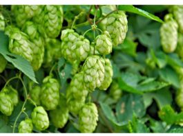 Residui di fermentazione del luppolo come adiuvanti fotoprotettivi naturali Residui di fermentazione del luppolo come adiuvante fotoprotettivo naturale