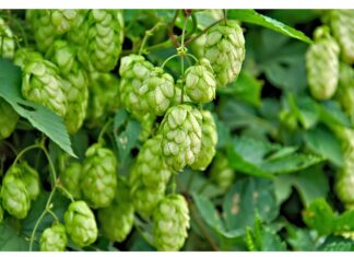 Residui di fermentazione del luppolo come adiuvanti fotoprotettivi naturali Residui di fermentazione del luppolo come adiuvante fotoprotettivo naturale