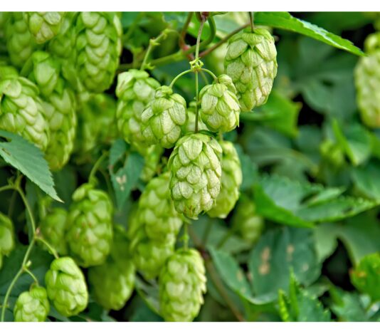 Residui di fermentazione del luppolo come adiuvanti fotoprotettivi naturali Residui di fermentazione del luppolo come adiuvante fotoprotettivo naturale