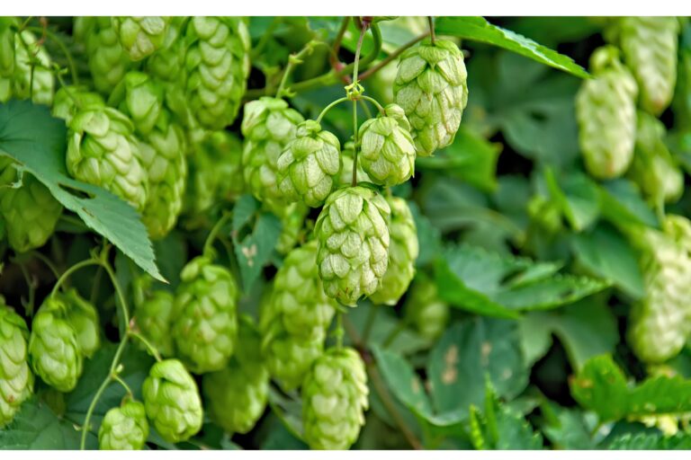 Residui di fermentazione del luppolo come adiuvanti fotoprotettivi naturali