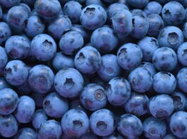 Estratto di mirtillo, microsfere di gomma di gellano per il rilascio controllato di antiossidanti Estratto di mirtillo, microsfere di gomma di gellano per il rilascio controllato di antiossidanti