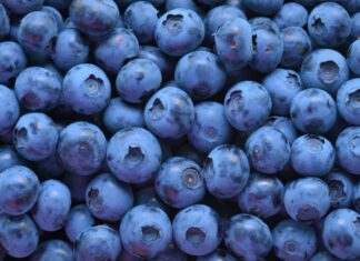 Estratto di mirtillo, microsfere di gomma di gellano per il rilascio controllato di antiossidanti Estratto di mirtillo, microsfere di gomma di gellano per il rilascio controllato di antiossidanti