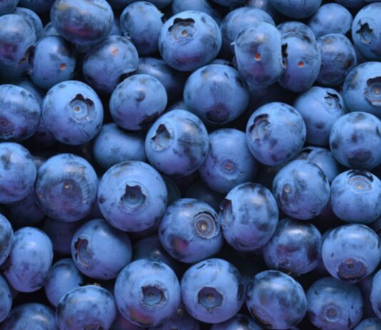 Estratto di mirtillo, microsfere di gomma di gellano per il rilascio controllato di antiossidanti Estratto di mirtillo, microsfere di gomma di gellano per il rilascio controllato di antiossidanti