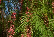 Estratti vegetali contro lo stress ossidativo indotto da radiazioni UVC Estratti vegetali contro lo stress ossidativo indotto da radiazioni UVC