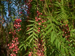 Estratti vegetali contro lo stress ossidativo indotto da radiazioni UVC Estratti vegetali contro lo stress ossidativo indotto da radiazioni UVC