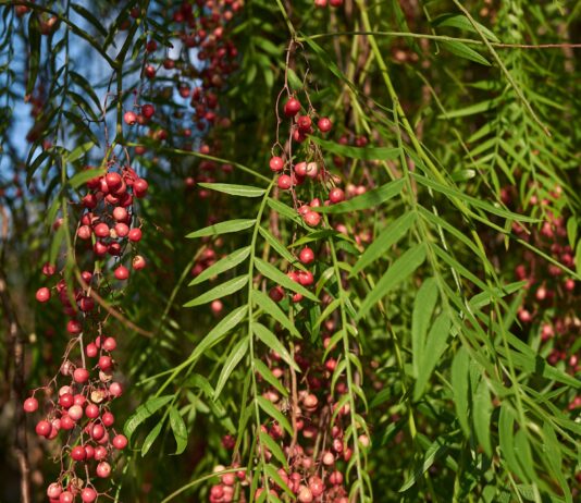 Estratti vegetali contro lo stress ossidativo indotto da radiazioni UVC Estratti vegetali contro lo stress ossidativo indotto da radiazioni UVC