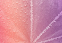 Generazioni “in pausa”: la slow beauty tra sensorialità e nuove esigenze Generazioni “in pausa”: la slow beauty tra sensorialità e nuove esigenze