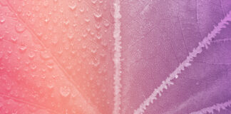 Generazioni “in pausa”: la slow beauty tra sensorialità e nuove esigenze Generazioni “in pausa”: la slow beauty tra sensorialità e nuove esigenze