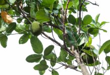 Artocarpina: dall’albero del pane un bioattivo contro l’invecchiamento da raggi UV Artocarpina: dall'albero del pane un bioattivo contro l'invecchiamento da raggi UV