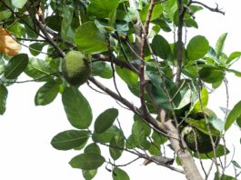 Artocarpina: dall’albero del pane un bioattivo contro l’invecchiamento da raggi UV Artocarpina: dall'albero del pane un bioattivo contro l'invecchiamento da raggi UV