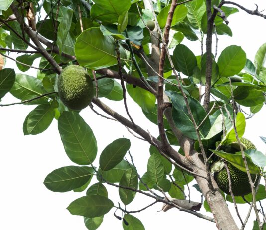 Artocarpina: dall’albero del pane un bioattivo contro l’invecchiamento da raggi UV Artocarpina: dall'albero del pane un bioattivo contro l'invecchiamento da raggi UV