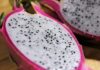 Pitaya e “sangue di drago” come potenziali ingredienti cosmetici Pitaya e “sangue di drago” come potenziali ingredienti cosmetici