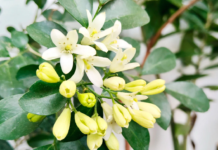 Jamu cosmetico: tradizione botanica e prospettive formulative Jamu cosmetico: tradizione botanica e prospettive formulative