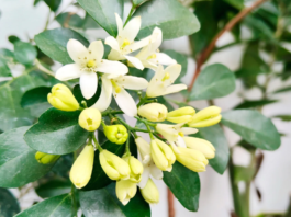 Jamu cosmetico: tradizione botanica e prospettive formulative Jamu cosmetico: tradizione botanica e prospettive formulative