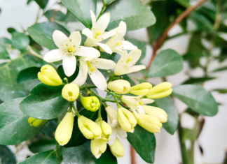 Jamu cosmetico: tradizione botanica e prospettive formulative Jamu cosmetico: tradizione botanica e prospettive formulative