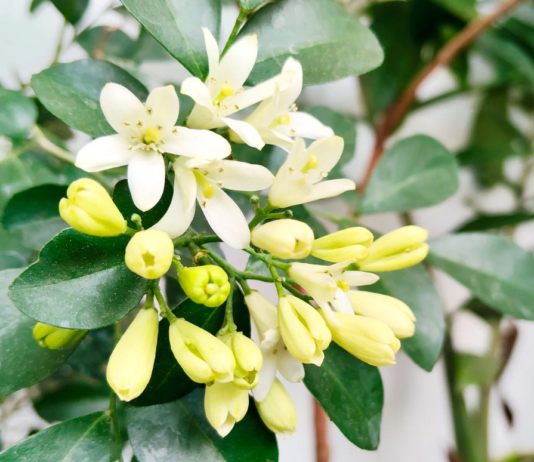 Jamu cosmetico: tradizione botanica e prospettive formulative Jamu cosmetico: tradizione botanica e prospettive formulative