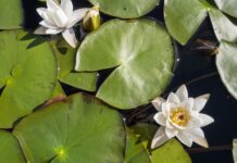 Estratti di ninfea per applicazioni cosmetiche Estratti di ninfea per applicazioni cosmetiche