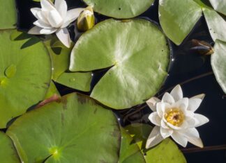 Estratti di ninfea per applicazioni cosmetiche Estratti di ninfea per applicazioni cosmetiche