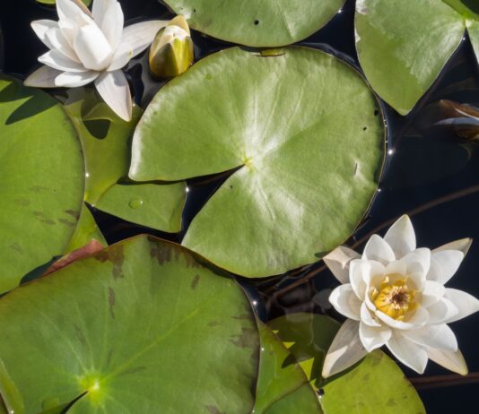 Estratti di ninfea per applicazioni cosmetiche Estratti di ninfea per applicazioni cosmetiche