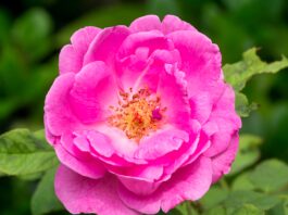 Estrazione di polioli di Rosa damascena tramite ultrasuoni Estrazione di polioli di rosa damascena tramite ultrasuoni