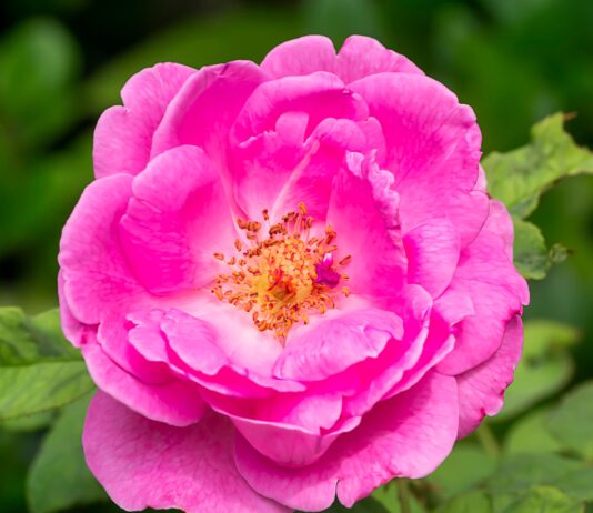 Estrazione di polioli di Rosa damascena tramite ultrasuoni Estrazione di polioli di rosa damascena tramite ultrasuoni