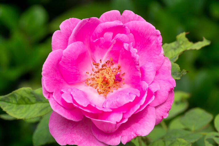 Estrazione di polioli di Rosa damascena tramite ultrasuoni
