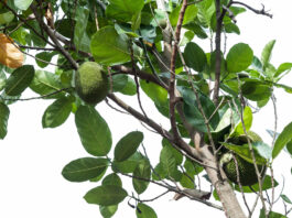 Artocarpina: dall’albero del pane un bioattivo contro l’invecchiamento da raggi UV Artocarpina: dall'albero del pane un bioattivo contro l'invecchiamento da raggi UV