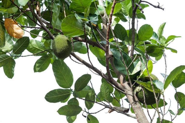 Artocarpina: dall’albero del pane un bioattivo contro l’invecchiamento da raggi UV