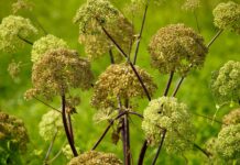 Estratto di Angelica sinensis per applicazioni skincare con effetti antiage Estratto di Angelica sinensis per applicazioni skincare con effetti antiage