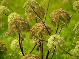 Estratto di Angelica sinensis per applicazioni skincare con effetti antiage Estratto di Angelica sinensis per applicazioni skincare con effetti antiage