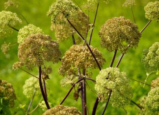 Estratto di Angelica sinensis per applicazioni skincare con effetti antiage Estratto di Angelica sinensis per applicazioni skincare con effetti antiage