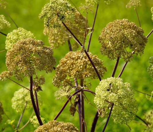 Estratto di Angelica sinensis per applicazioni skincare con effetti antiage Estratto di Angelica sinensis per applicazioni skincare con effetti antiage