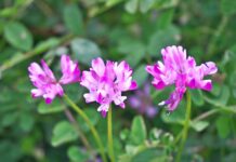 Il genere Astragalus come fonte di bioattivi per applicazioni cosmetiche Il genere Astragalus come fonte di bioattivi per applicazioni cosmetiche