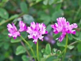 Il genere Astragalus come fonte di bioattivi per applicazioni cosmetiche Il genere Astragalus come fonte di bioattivi per applicazioni cosmetiche