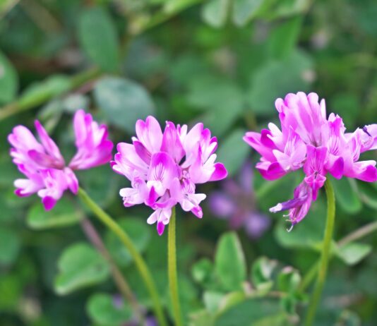 Il genere Astragalus come fonte di bioattivi per applicazioni cosmetiche Il genere Astragalus come fonte di bioattivi per applicazioni cosmetiche
