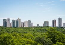 Dalle foreste urbane al cosmetico: potenziale bioattivo degli estratti di specie legnose Dalle foreste urbane al cosmetico: potenziale bioattivo degli estratti di specie legnose